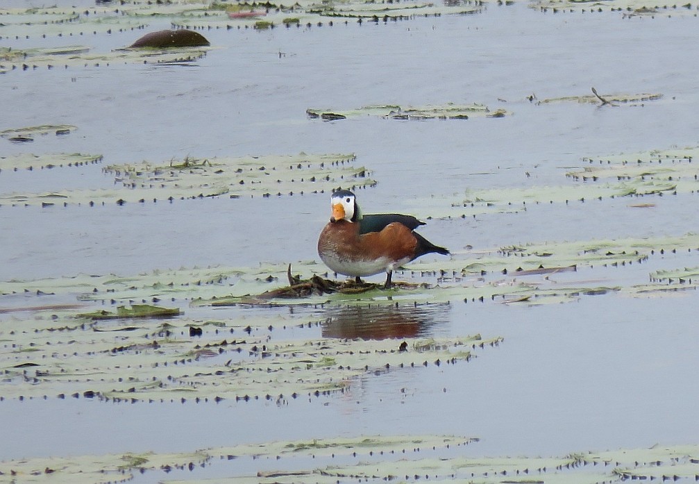 African Pygmy-Goose - ML193505921