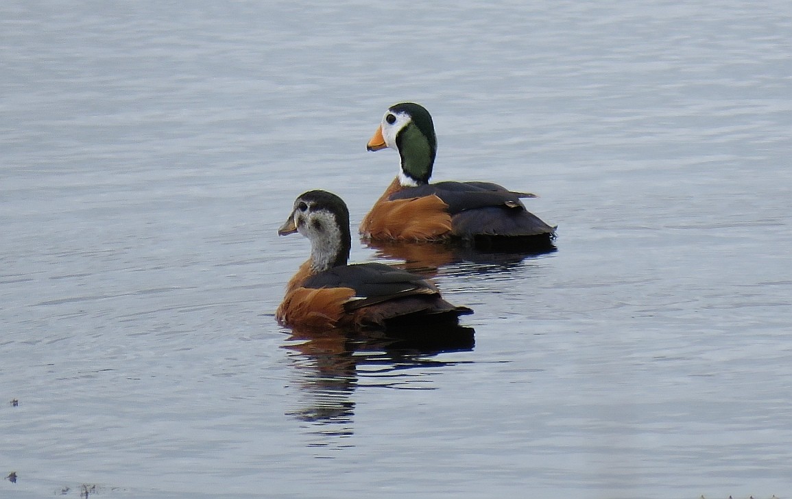 African Pygmy-Goose - Brad Arthur