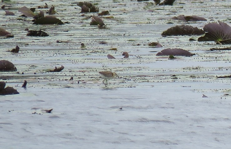 Lesser Jacana - ML193506021