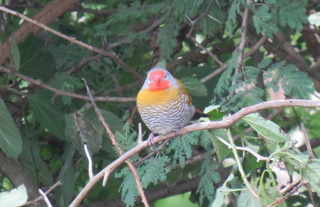Green-winged Pytilia - ML193506671