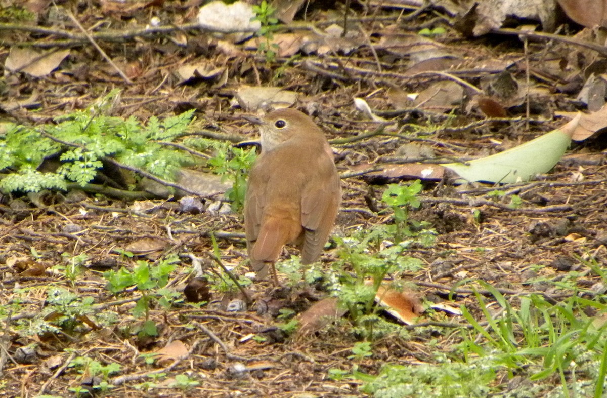 Common Nightingale - ML193507451