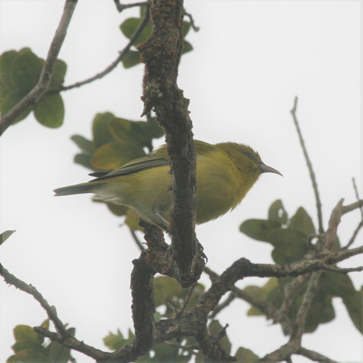 Oahu-Amakihikleidervogel - ML193510531