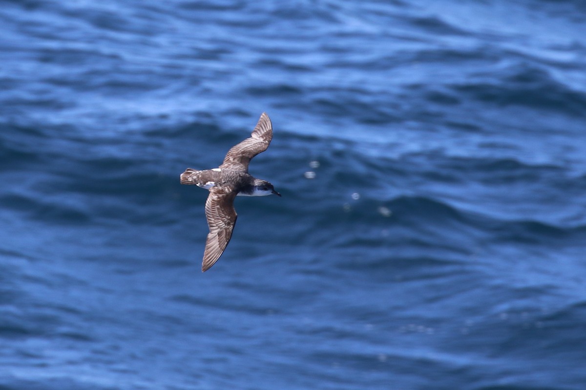 Subantarctic Shearwater - ML193510811