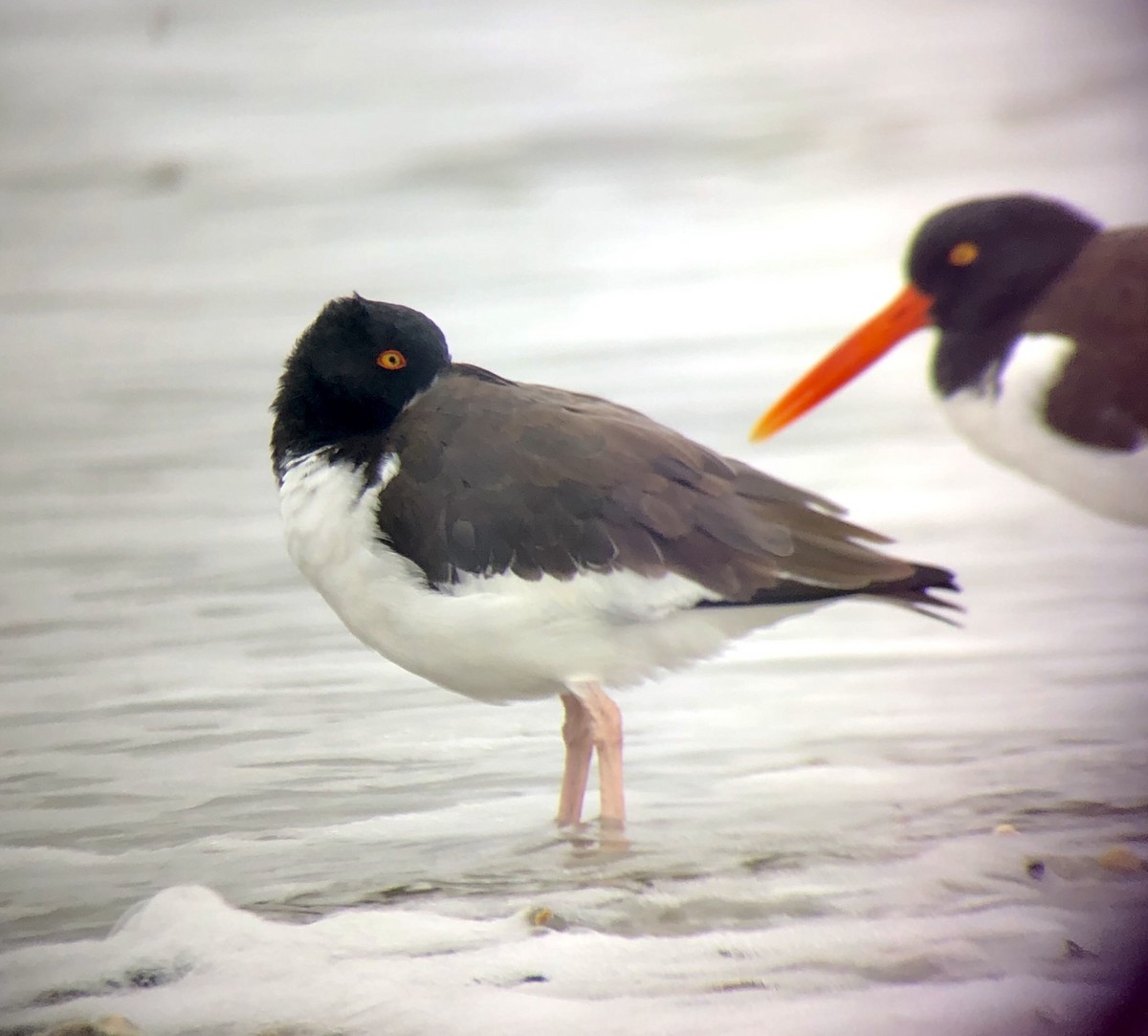 American Oystercatcher - Patrick Maurice