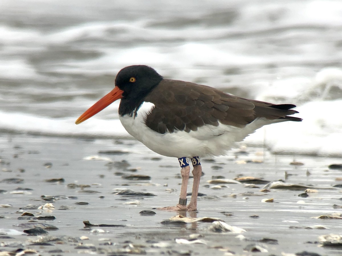 American Oystercatcher - Patrick Maurice