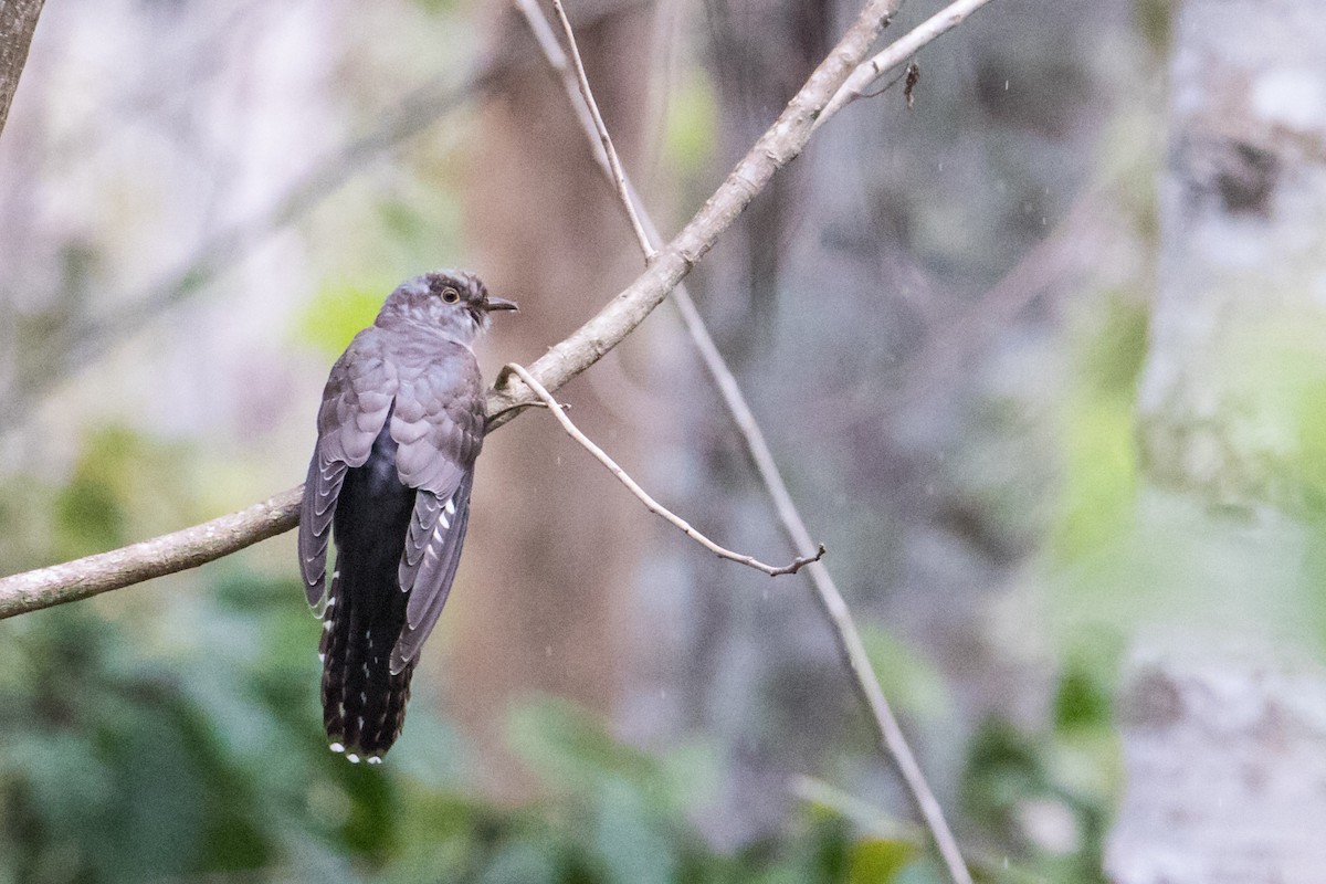 Brush Cuckoo (Sunda) - ML193512811