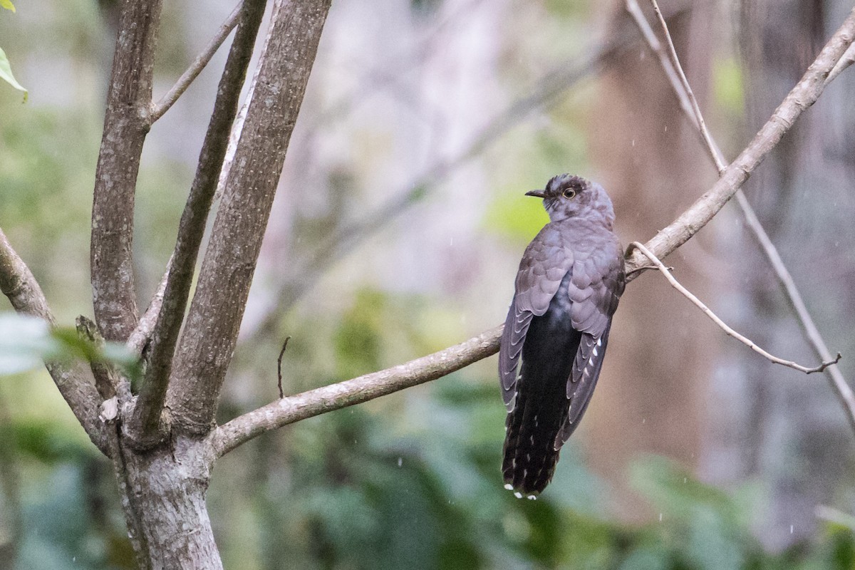 Brush Cuckoo (Sunda) - ML193512821