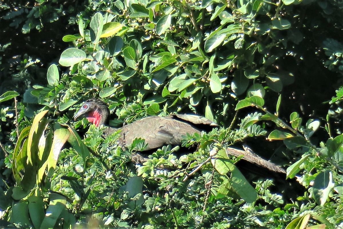 Crested Guan - ML193521731
