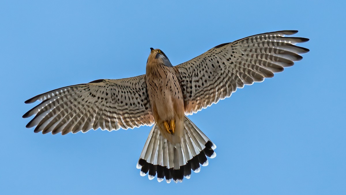 Eurasian Kestrel - ML193523331