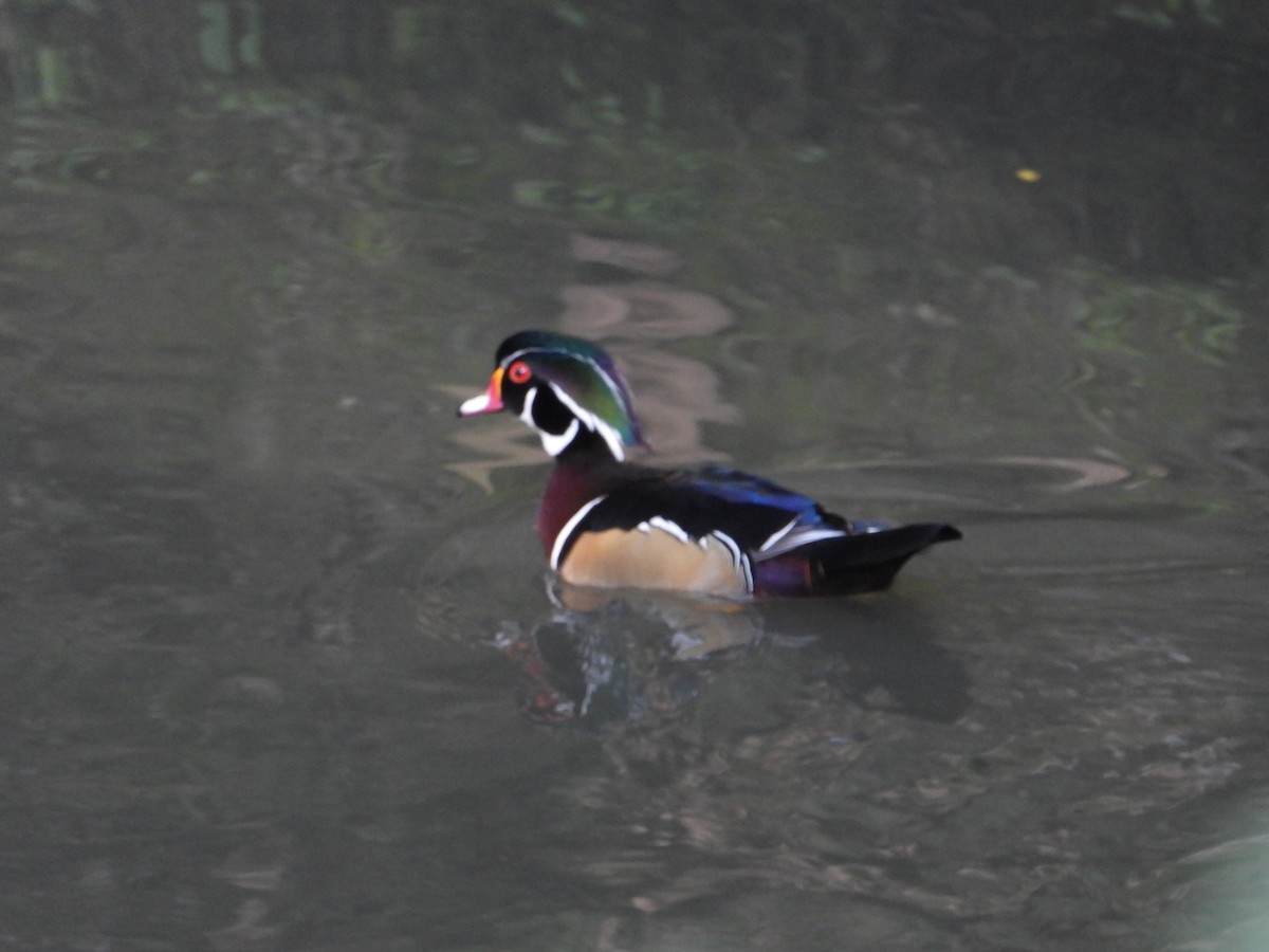 Wood Duck - ML193523581