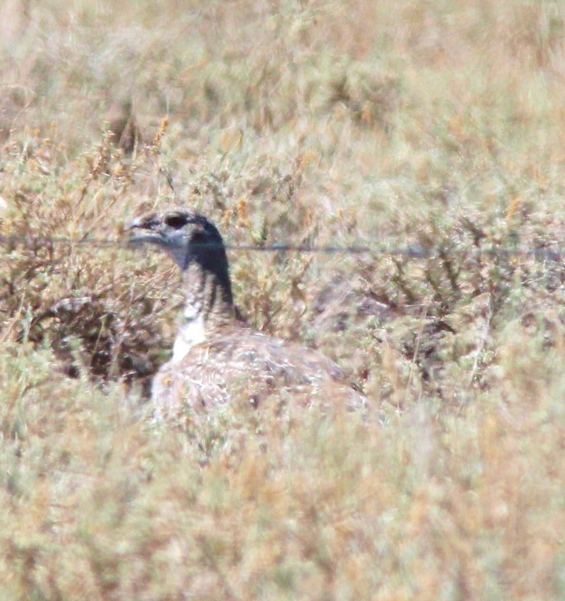 Greater Sage-Grouse - Debby Parker