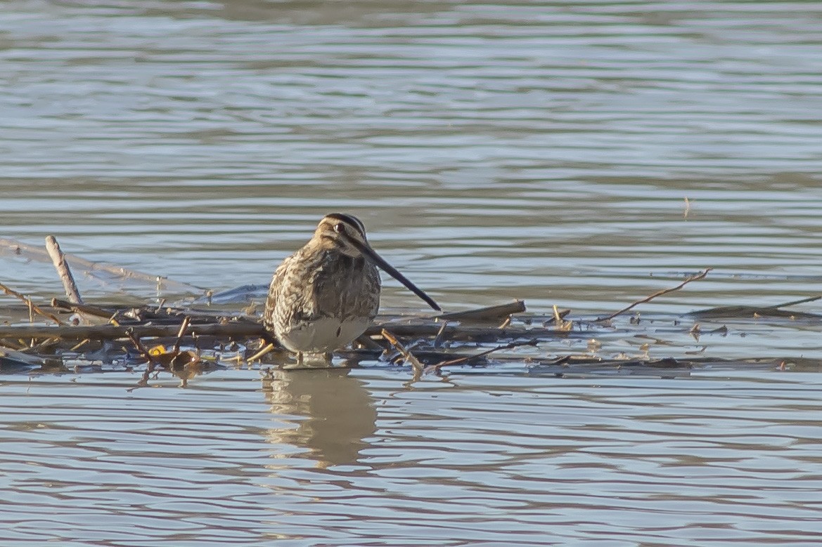 Common Snipe - Javier Ruiz Alba