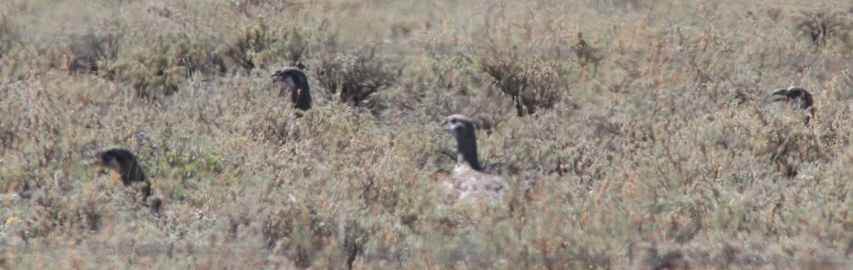 Greater Sage-Grouse - Debby Parker