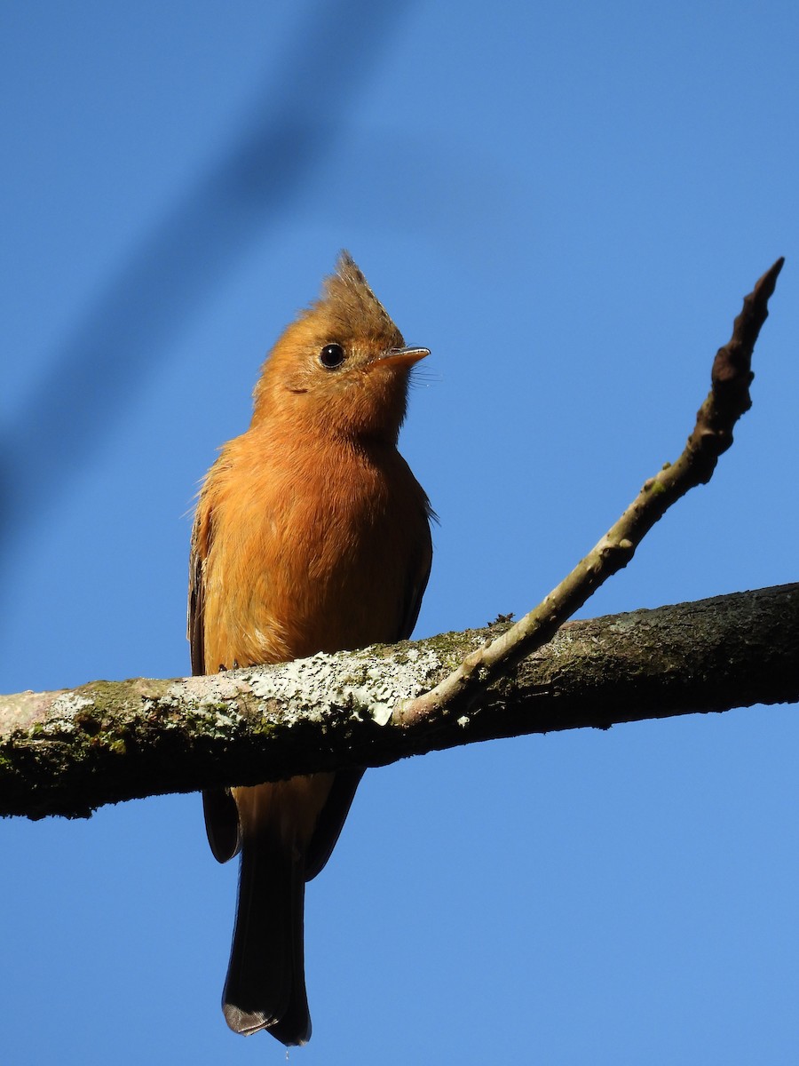 Tufted Flycatcher - ML193523891