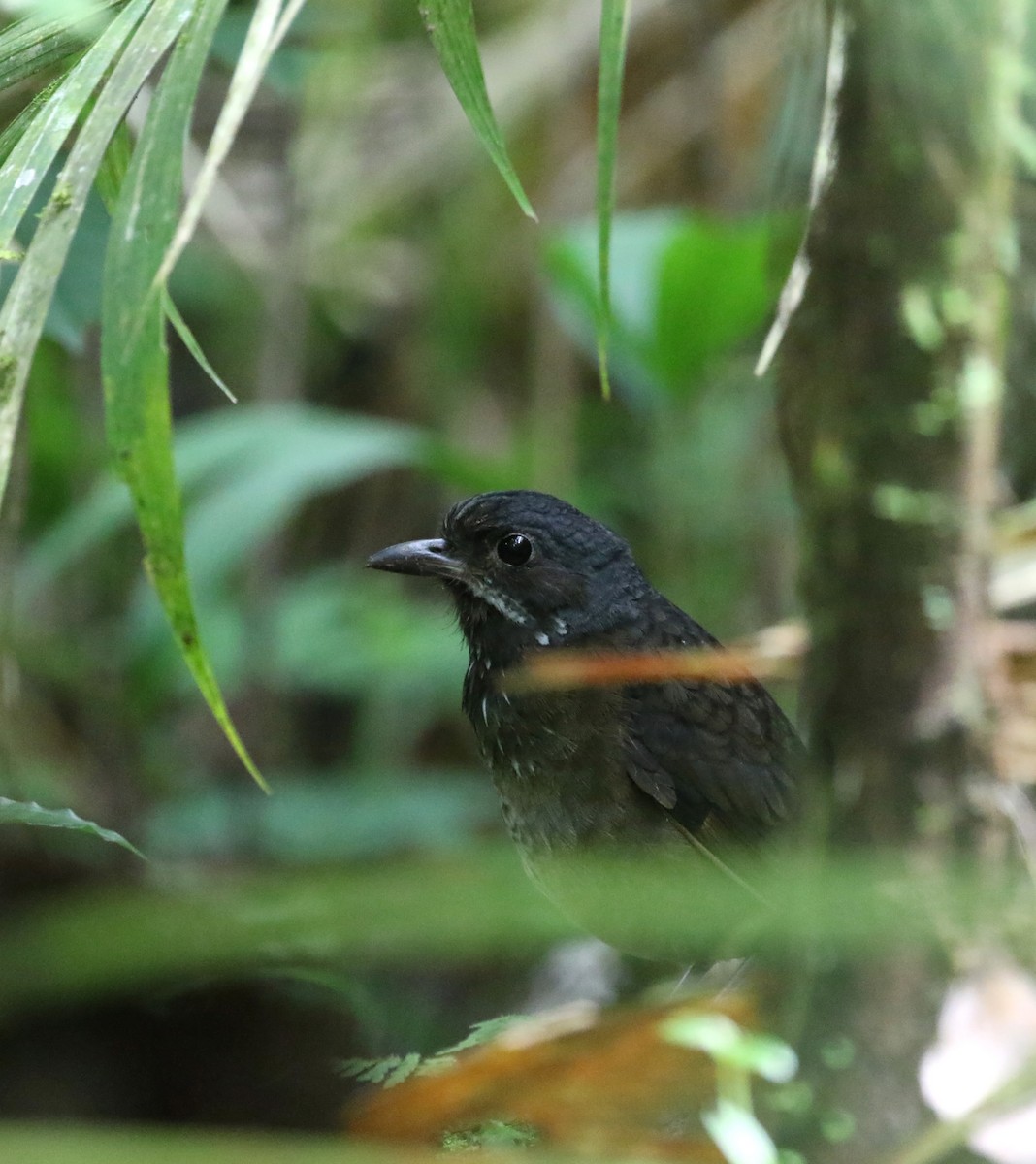 Moustached Antpitta - ML193523991