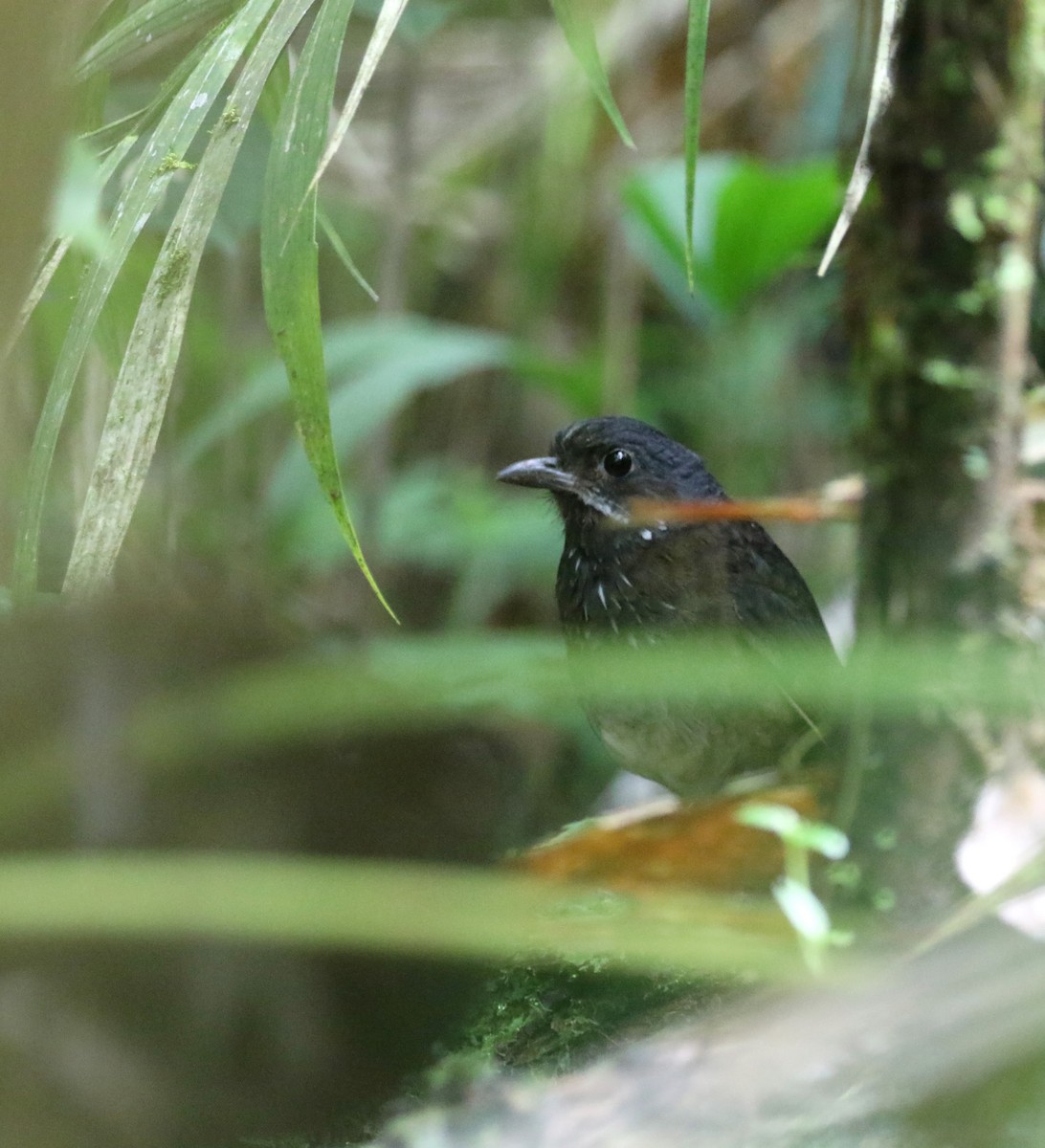 Moustached Antpitta - ML193524001
