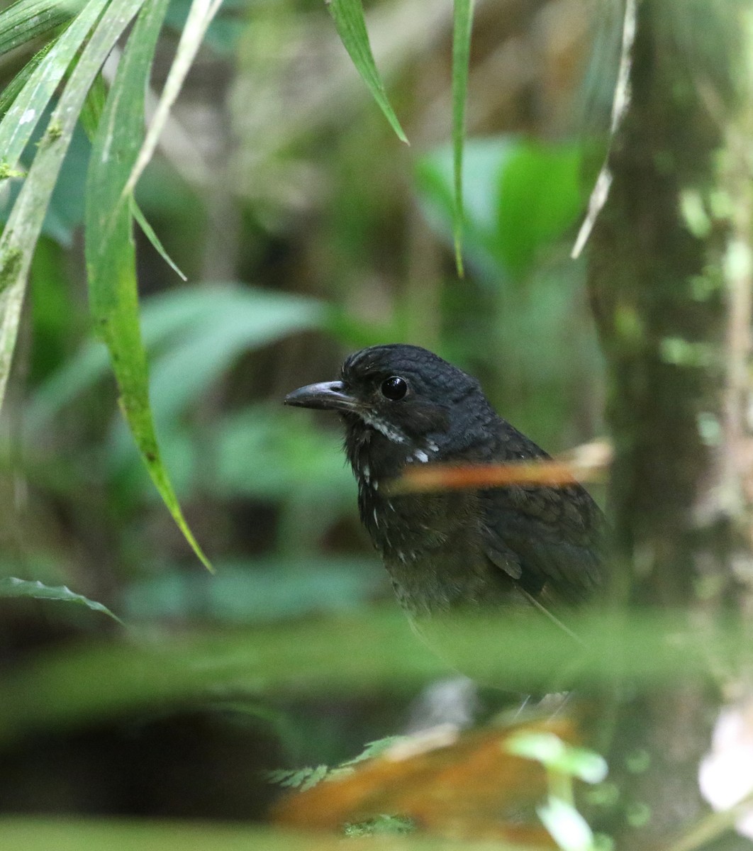 Moustached Antpitta - ML193524011