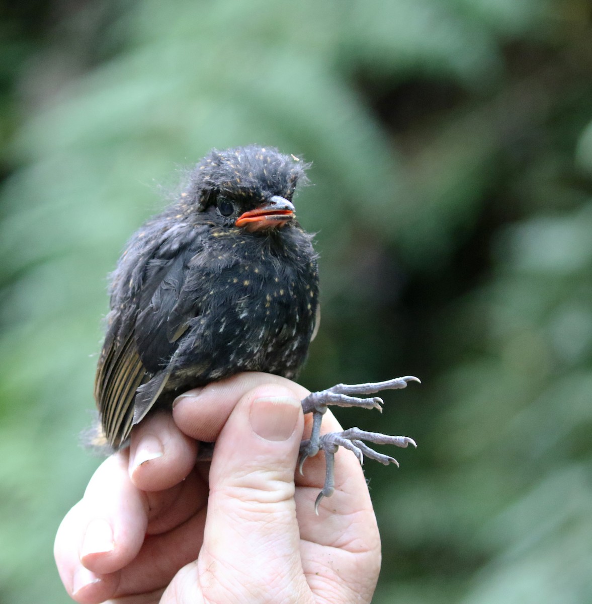 Moustached Antpitta - ML193524021