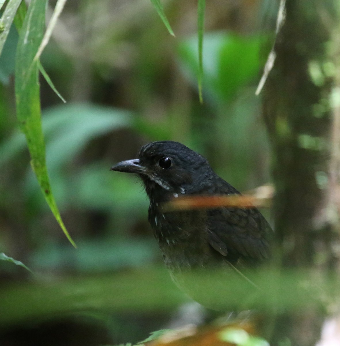 Moustached Antpitta - ML193524041