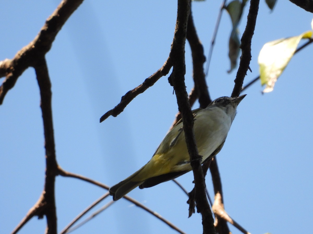 Vireo Solitario - ML193524521