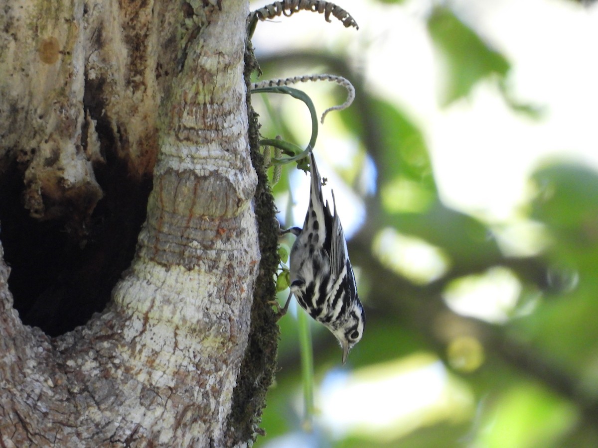 Black-and-white Warbler - ML193525741