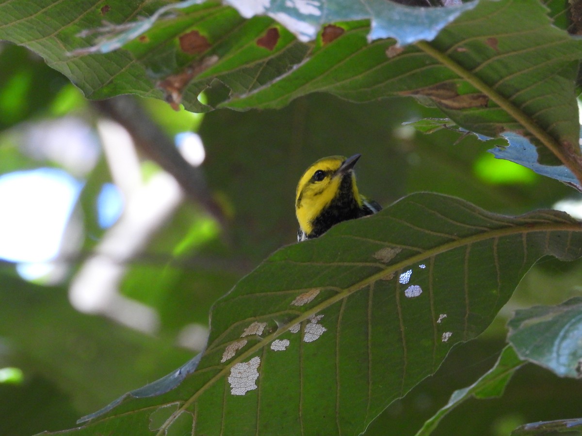 Black-throated Green Warbler - Adrianh Martinez-Orozco