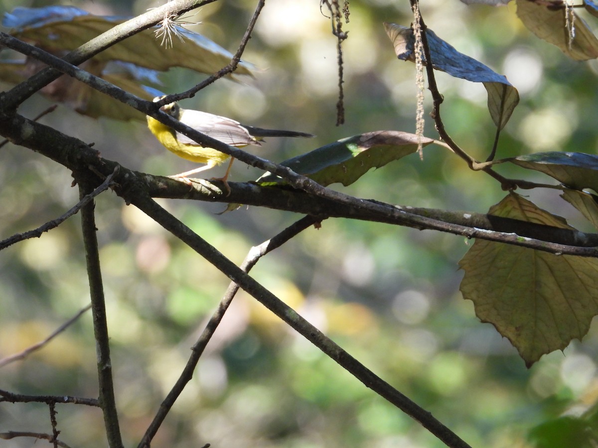 Golden-crowned Warbler - Adrianh Martinez-Orozco