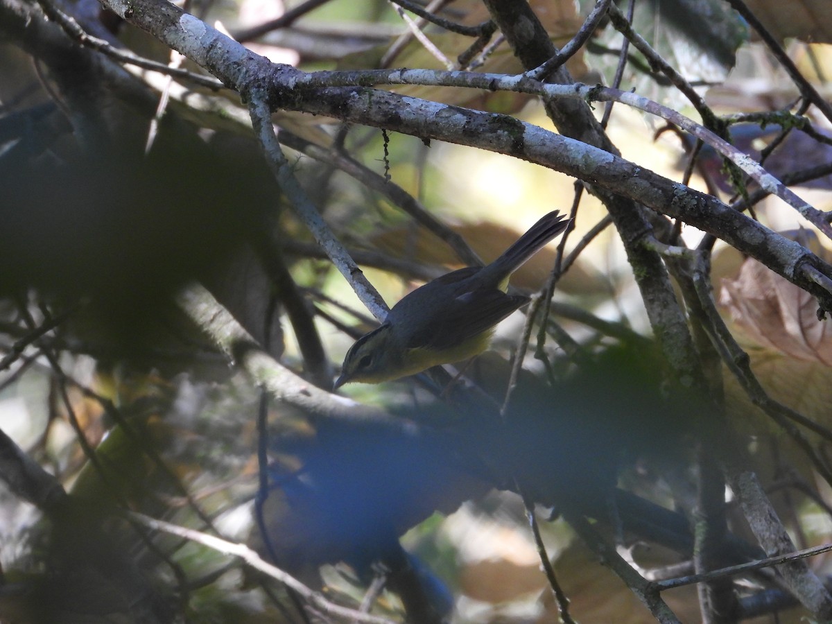 Paruline à couronne dorée - ML193525991