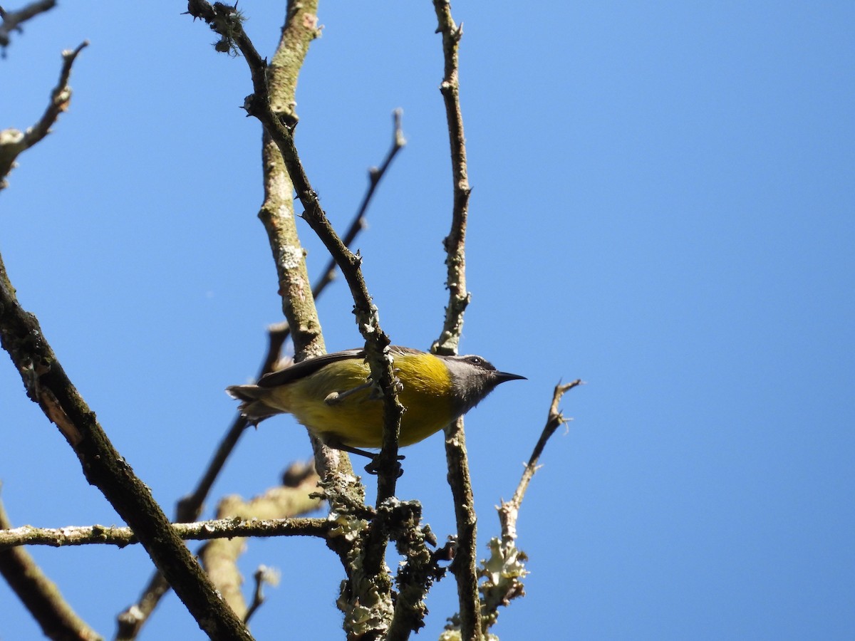 Bananaquit - Adrianh Martinez-Orozco