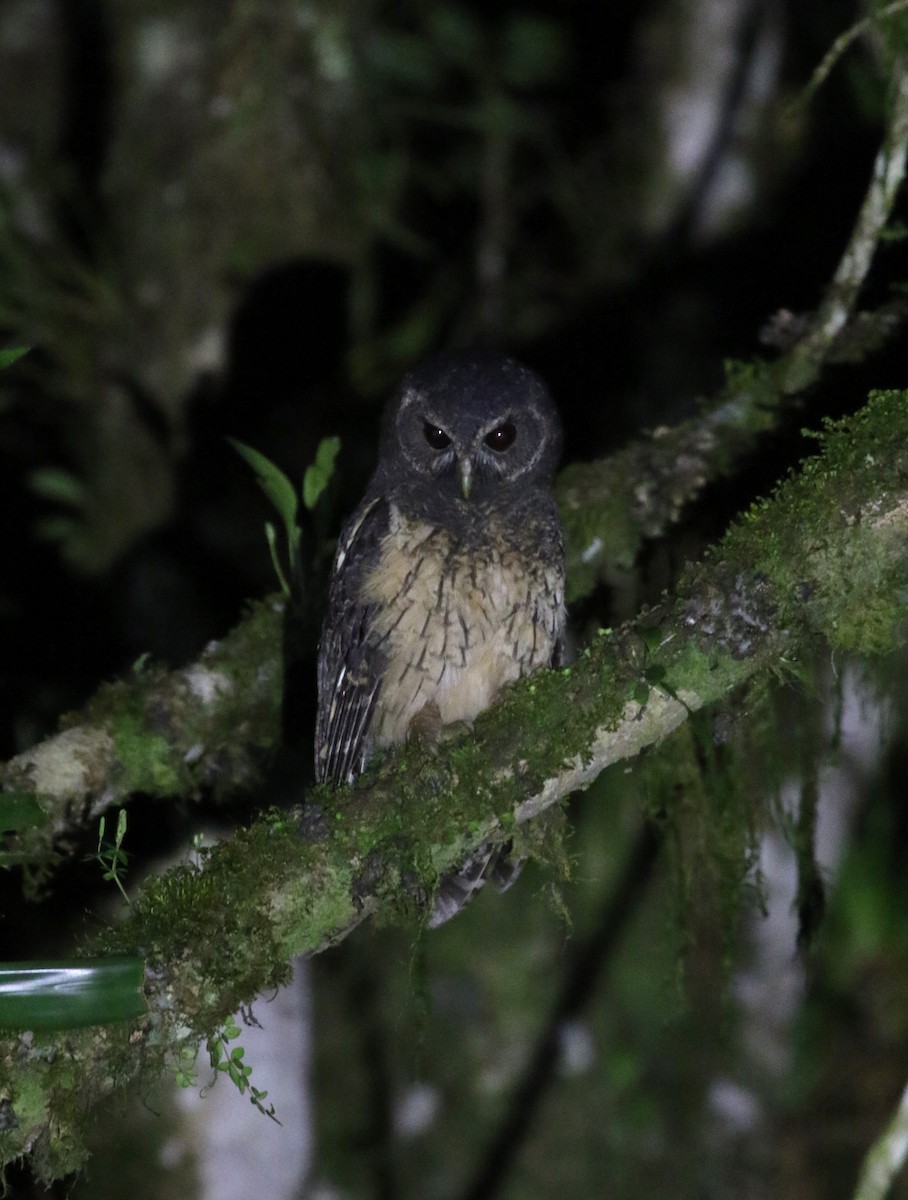 Mottled Owl (Mottled) - ML193526841