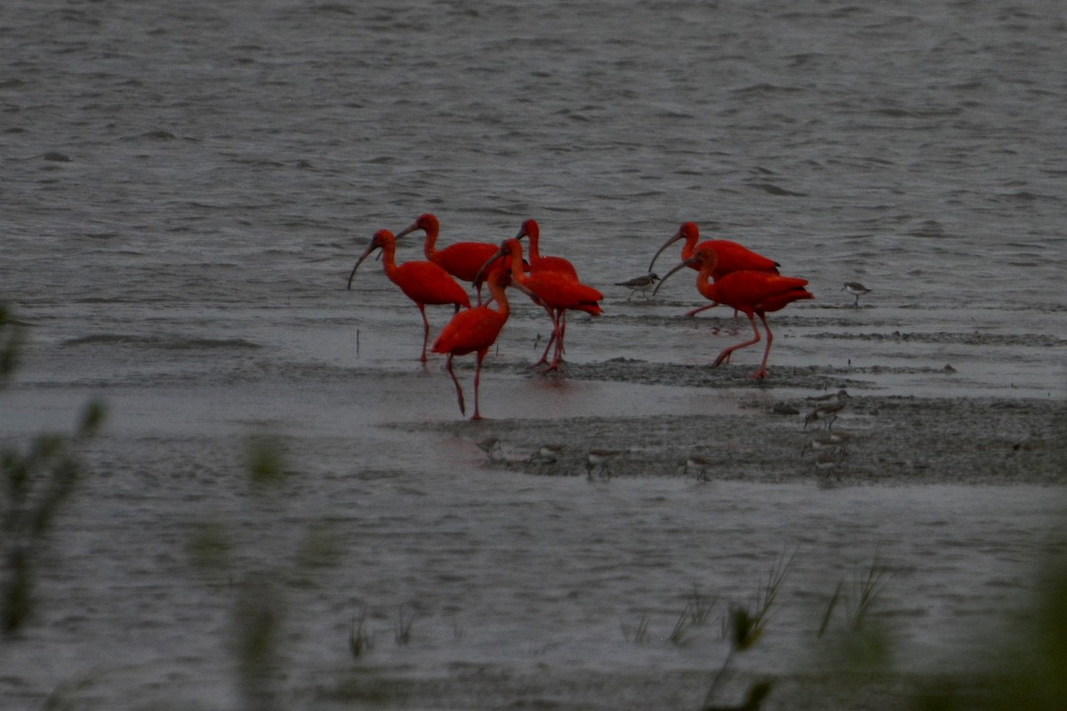 Scarlet Ibis - ML193526961