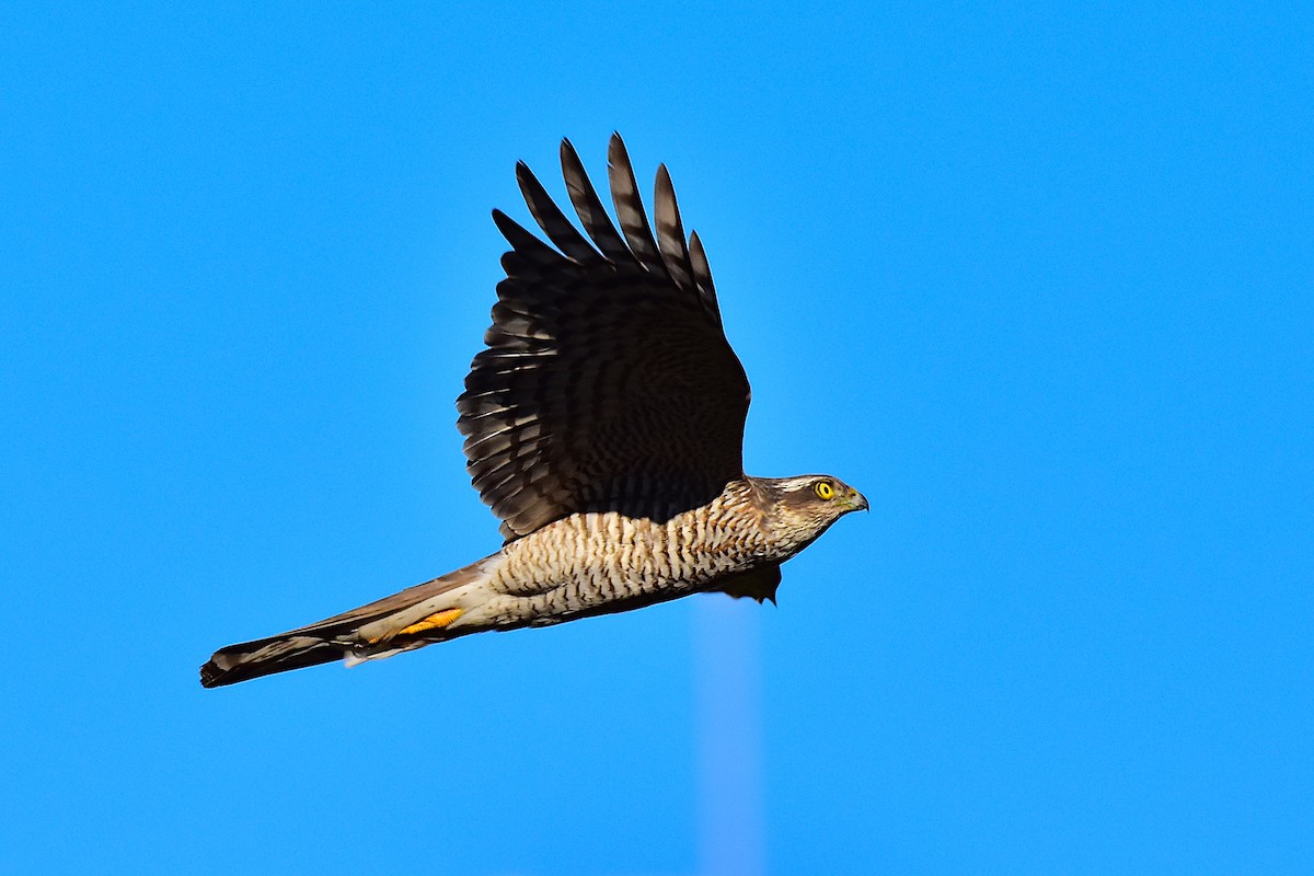 Eurasian Sparrowhawk - Harish Dobhal