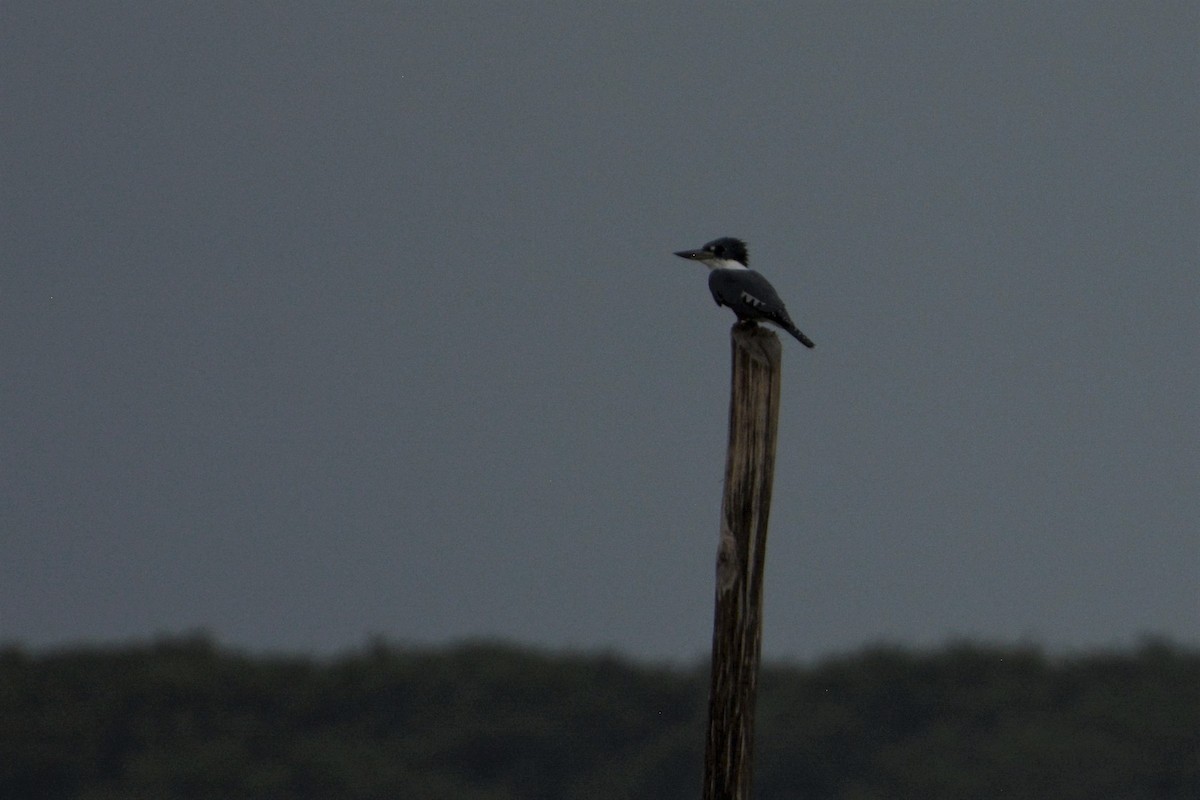 Ringed Kingfisher - ML193527281