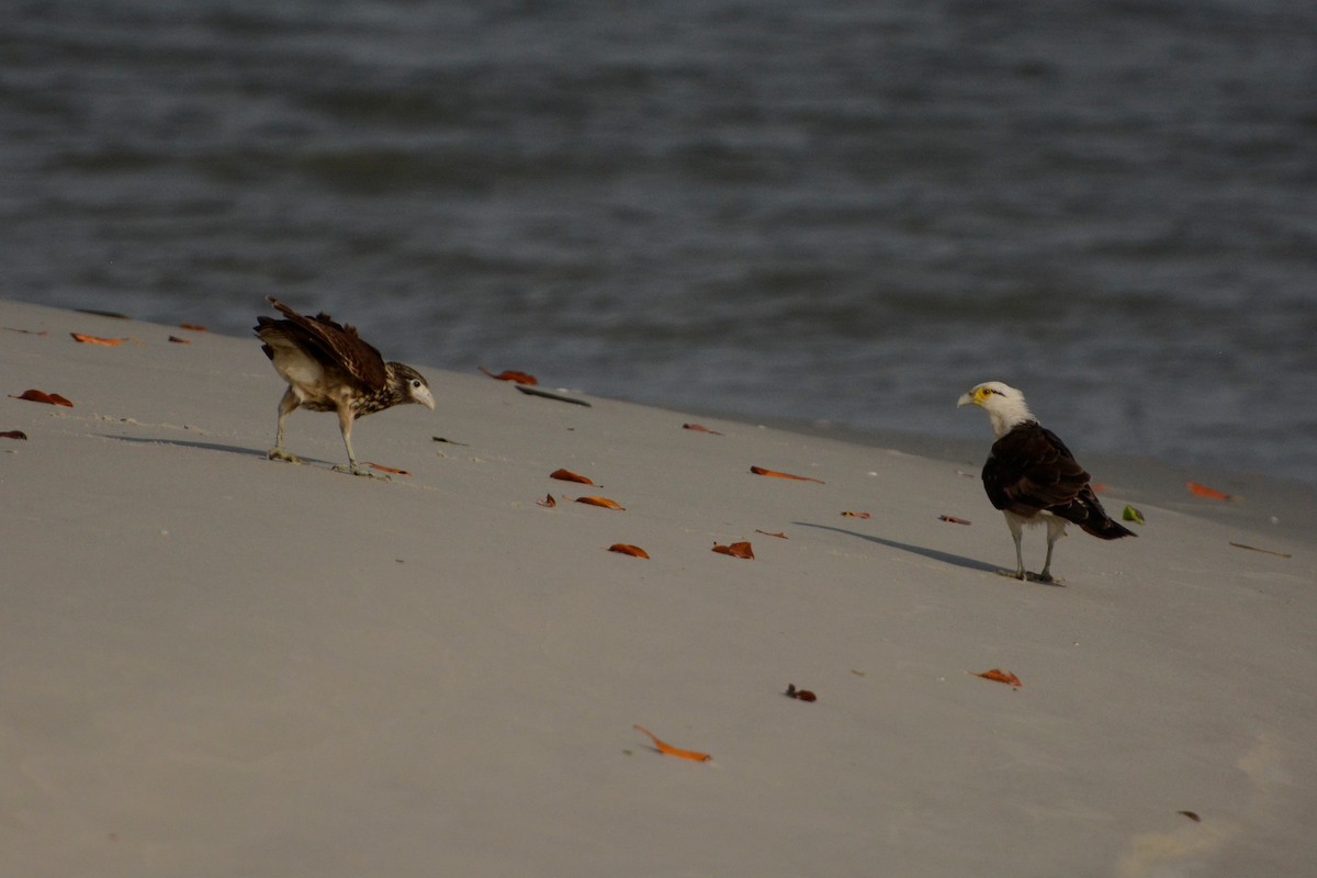 Yellow-headed Caracara - ML193529291