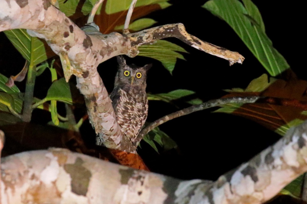 Akun Eagle-Owl - ML193529481