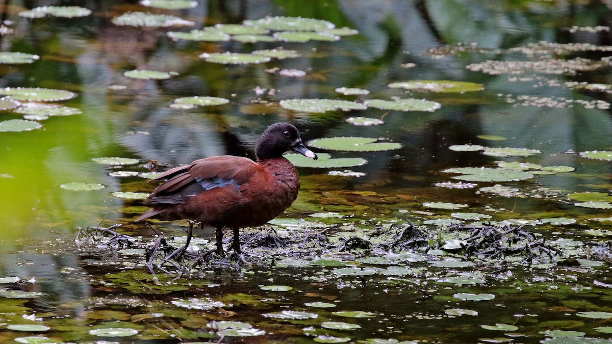 Hartlaub's Duck - Paul French