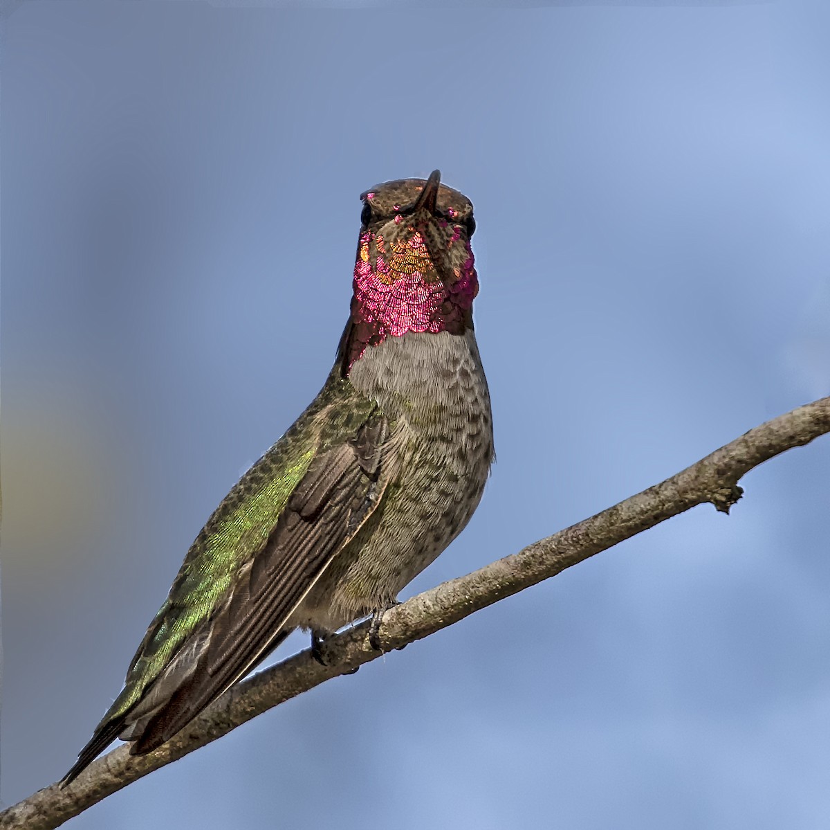 Anna's Hummingbird - ML193530231