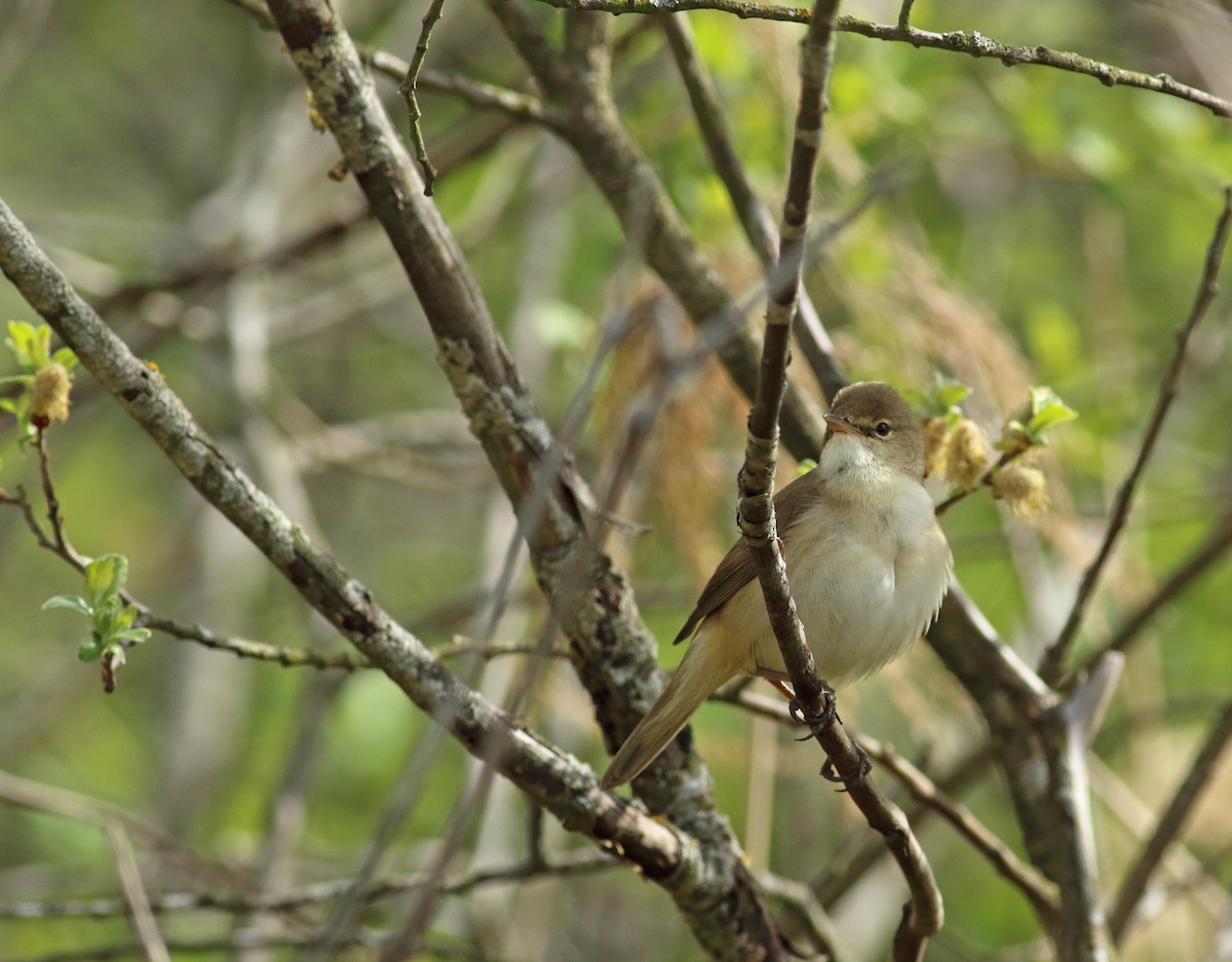 Common Reed Warbler - Andrew Steele