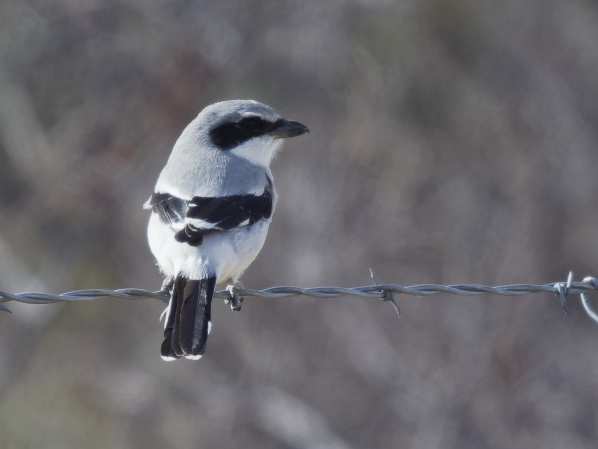 Pie-grièche migratrice - ML193531641