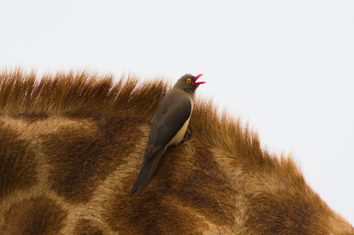 Red-billed Oxpecker - ML193533741