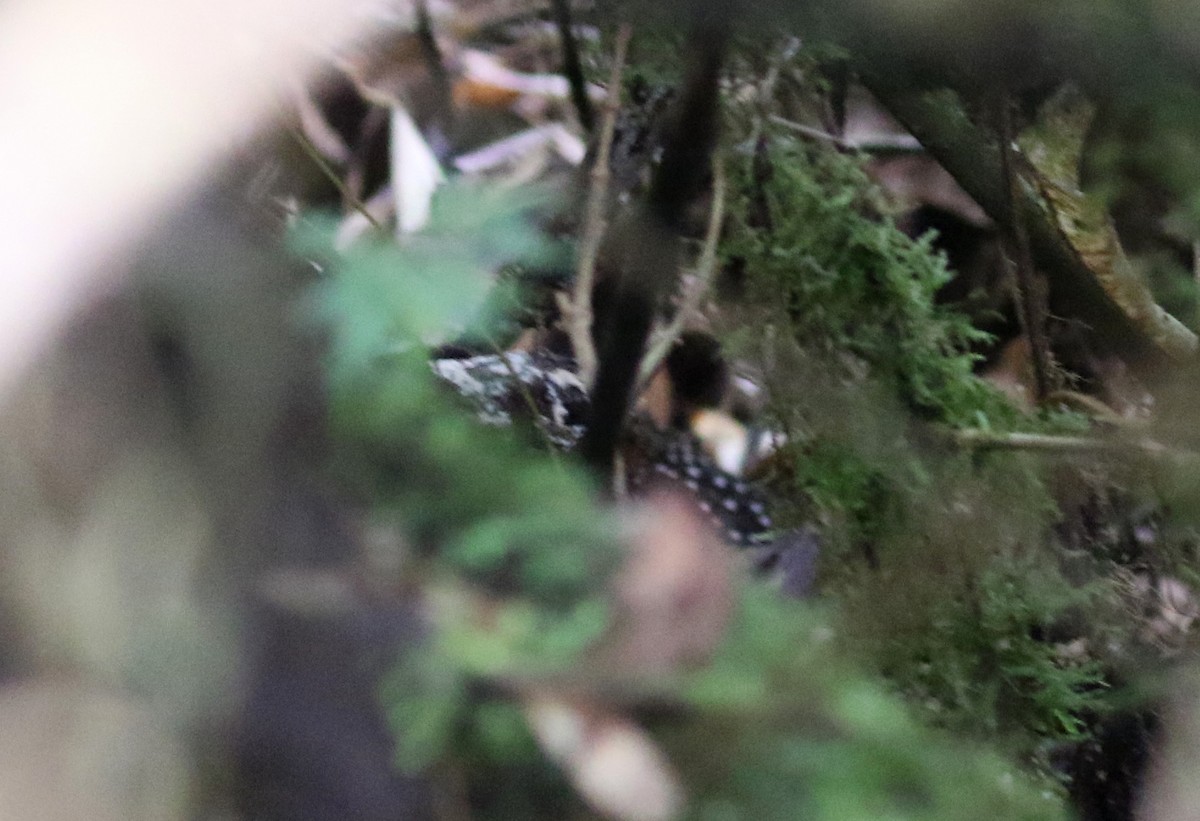 Ocellated Tapaculo - ML193535241