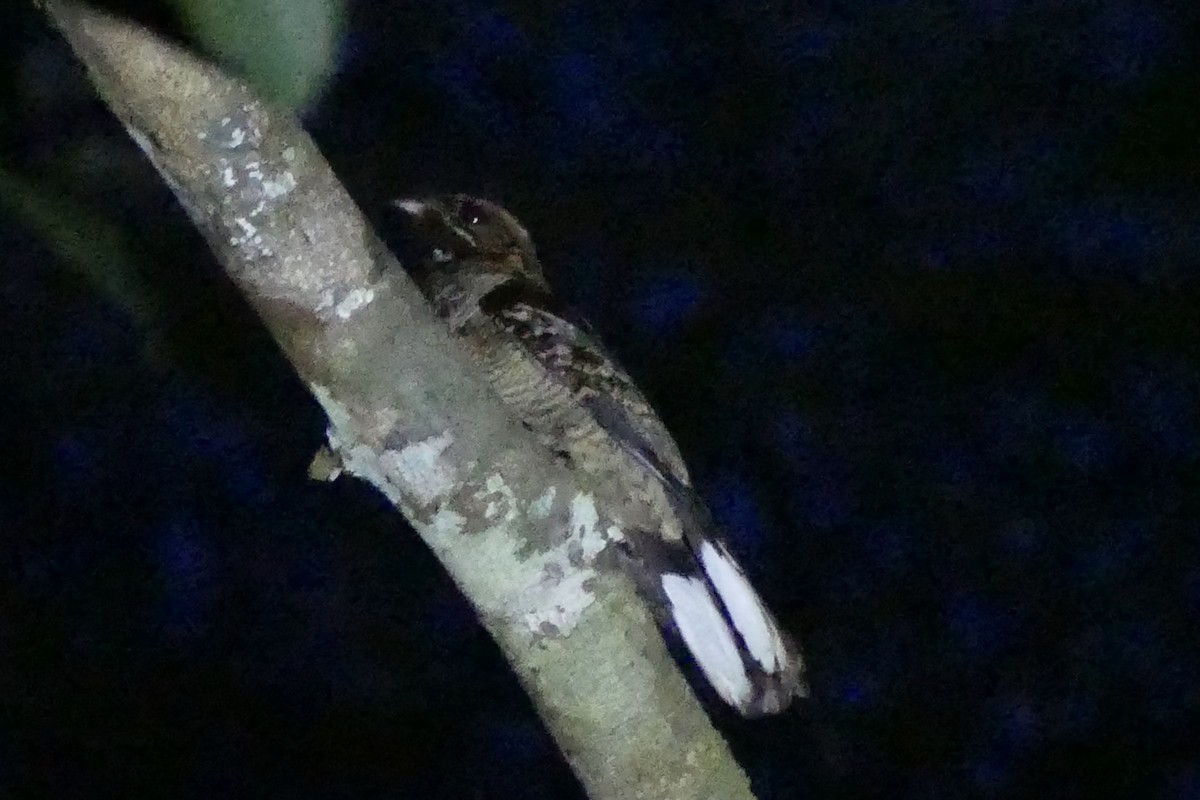 lelek hvízdavý (ssp. nigriscapularis) - ML193536521