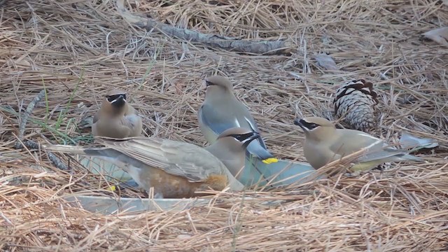 Кедровый свиристель - ML193537901