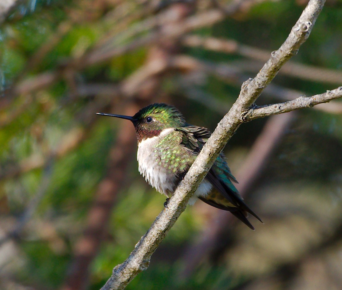 Ruby-throated Hummingbird - Rick Beaudon