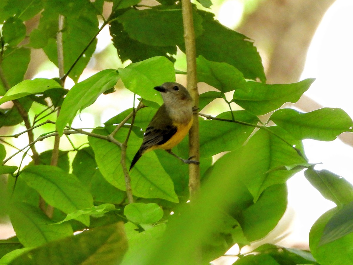 Black-tailed Whistler - Warren Regelmann