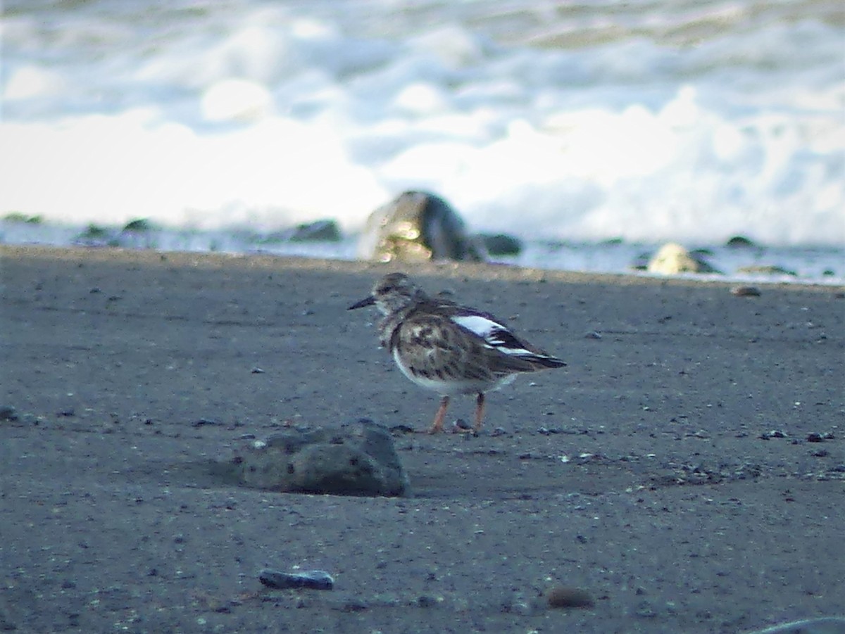 Ruddy Turnstone - Yves Scholten