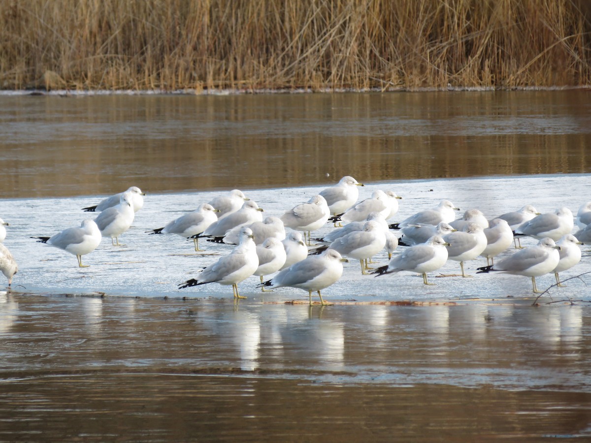 Ring-billed Gull - ML193544371