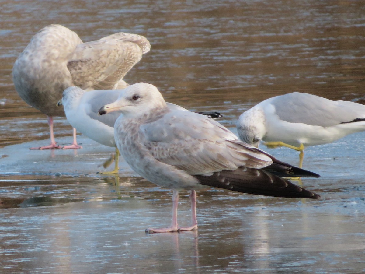 Herring Gull - ML193544521