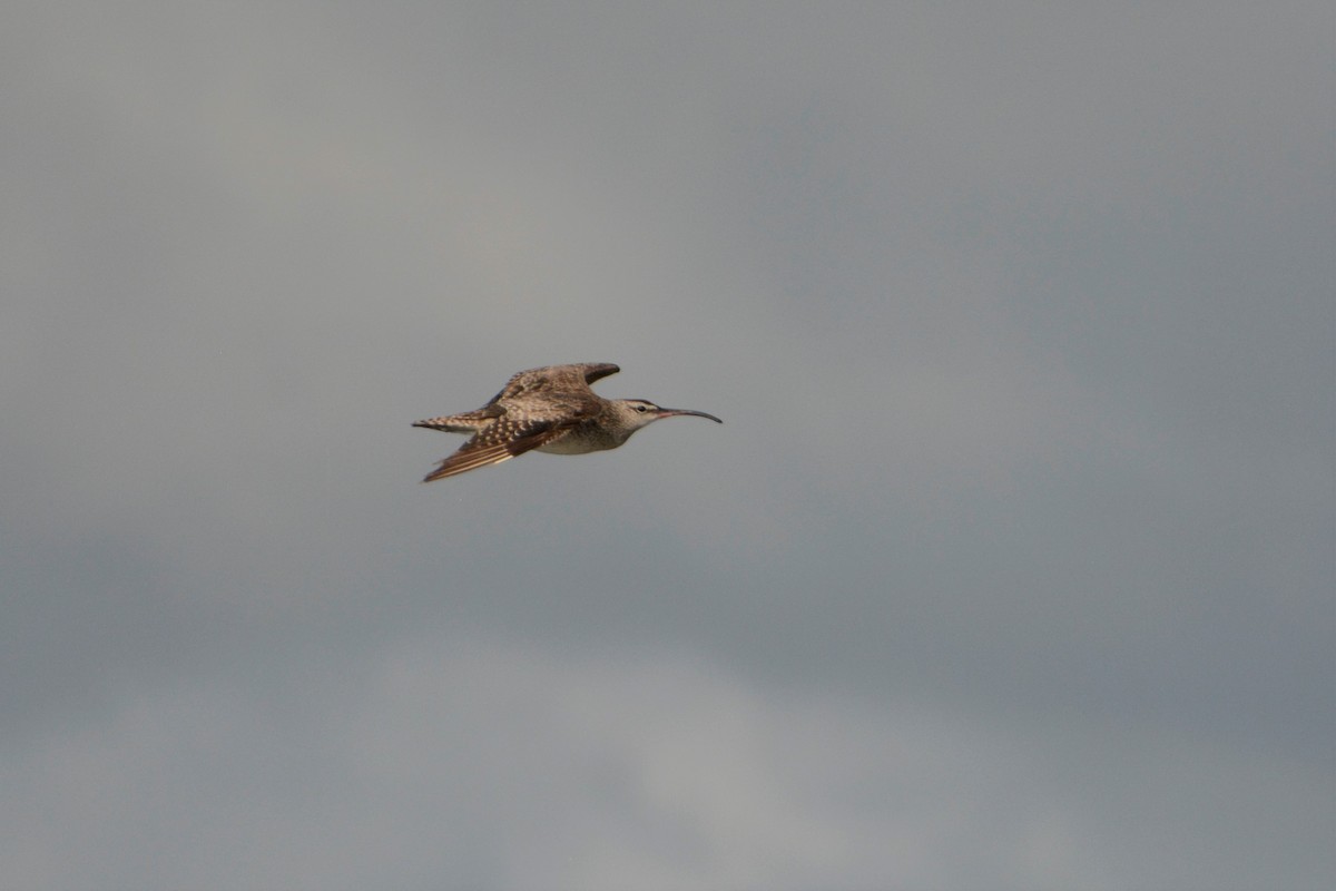 Whimbrel (Hudsonian) - Kandace Glanville