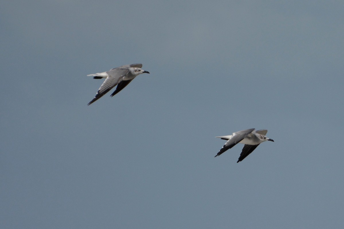 Mouette atricille - ML193544671